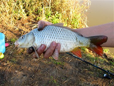 A Carp (Cyprinus carpio) just catched in central Italy,river Liri. After this photo the fish is been released. photo