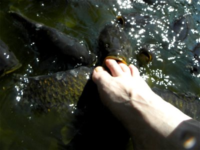 Cyprinus carpio photo