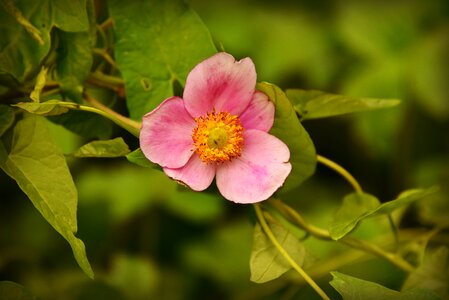 Blossom garden pink photo