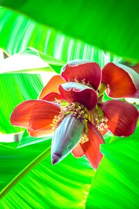 Mellowness flowers nature