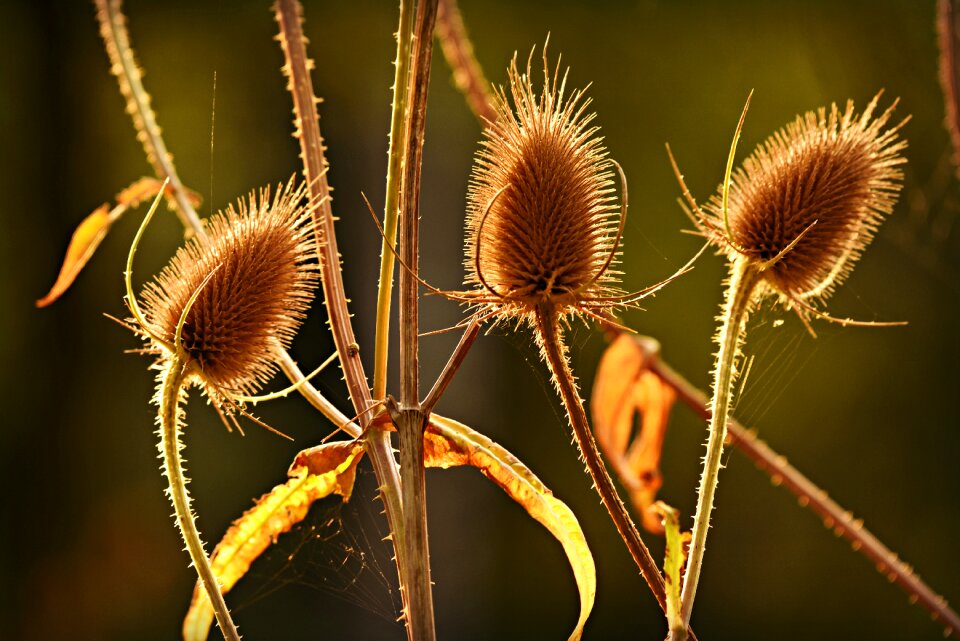 Herbaceous biennial nature