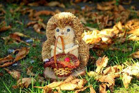 Autumn foliage in the fall