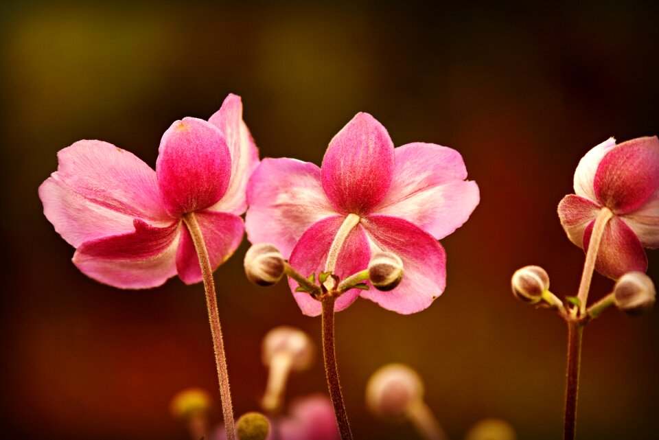 Blossom garden pink