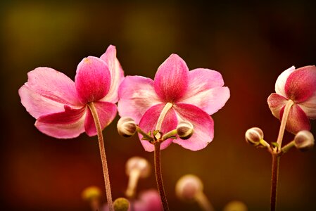 Blossom garden pink photo