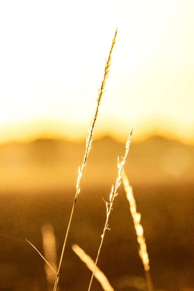 Sunset rest field