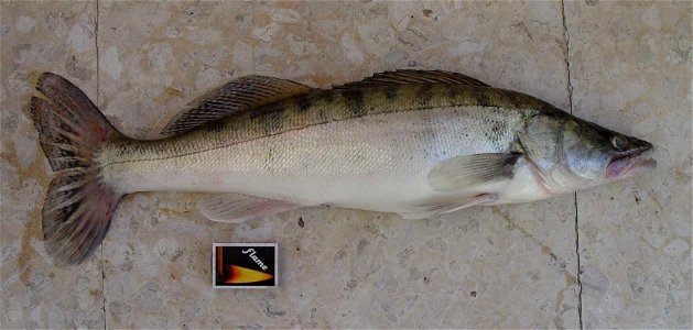 Zander (Stizostedion lucioperca), caught in Cyprus on March 17, 2007 photo