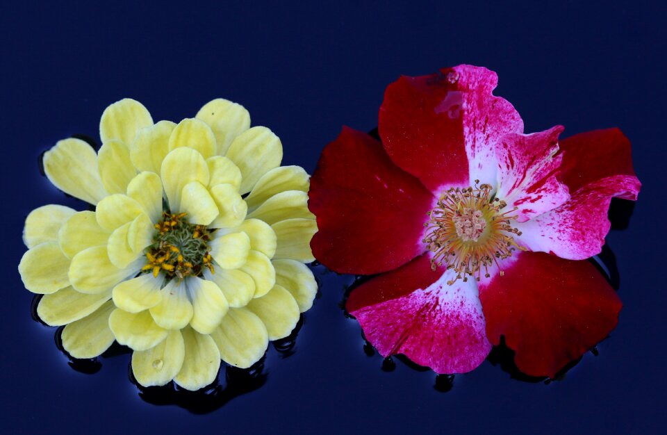 Yellow flower water photo