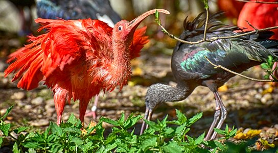 Red ibis plumage zoo photo