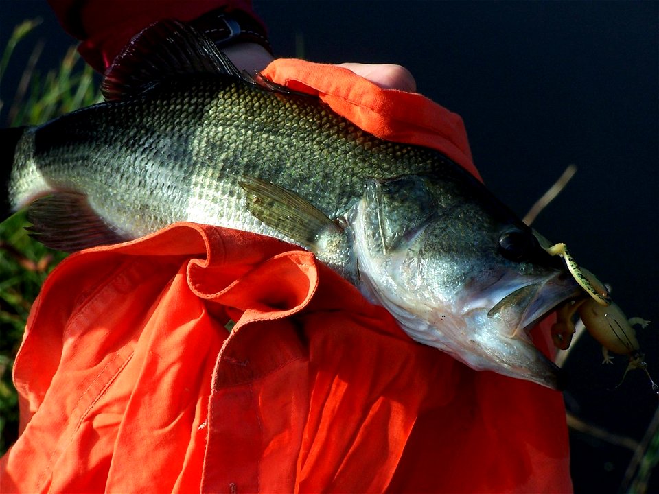 Black Bass - Bigmouth Fish