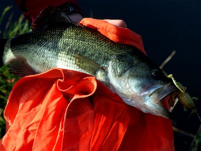 Black Bass - Bigmouth Fish photo
