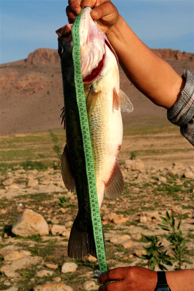 بلاك باص ذو الفم الكبير
Français :  Black bass à grande bouche (Maroc)
