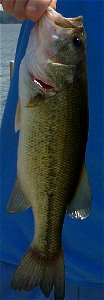 John Thorson of St. Paul Minnesota with a largemouth bass caught and released in Forest Lake in Forest Lake. photo