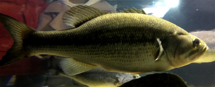 Largemouth Bass (Micropterus salmoides) photographed at the Coex Aquarium in Seoul, Korea.