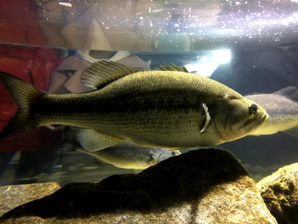 Largemouth Bass (Micropterus salmoides) photographed at the Coex Aquarium in Seoul, Korea.