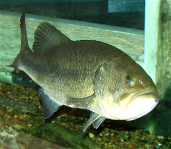 Largemouth Bass - Micropterus salmoides photo