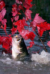 Image title: Largemouth bass caught on fly rod and popping bug Image from Public domain images website, http://www.public-domain-image.com/full-image/sport-public-domain-images-pictures/fishing-and-hu photo