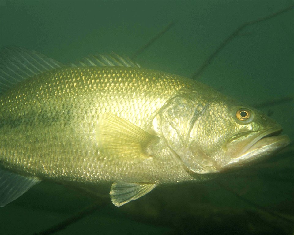 Image title: Largemouth bass fish underwater micropterus salmoides
Image from Public domain images website, http://www.public-domain-image.com/full-image/fauna-animals-public-domain-images-pictures/fi