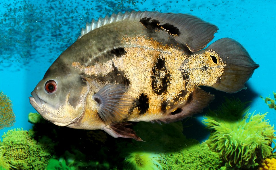 Tiger oscar (Astronotus ocellatus)
