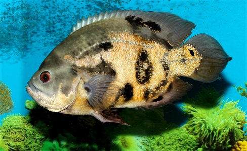 Tiger oscar (Astronotus ocellatus) photo