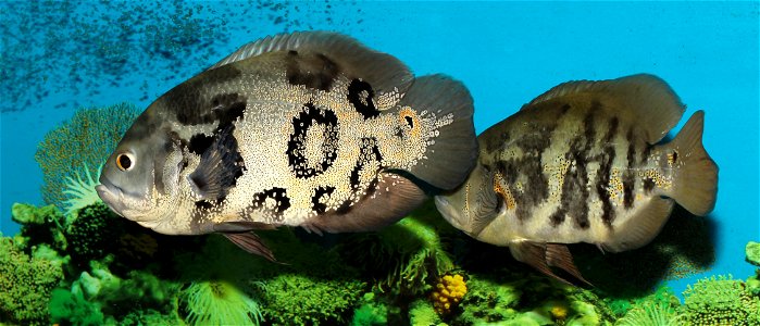 Tiger oscar (Astronotus ocellatus)