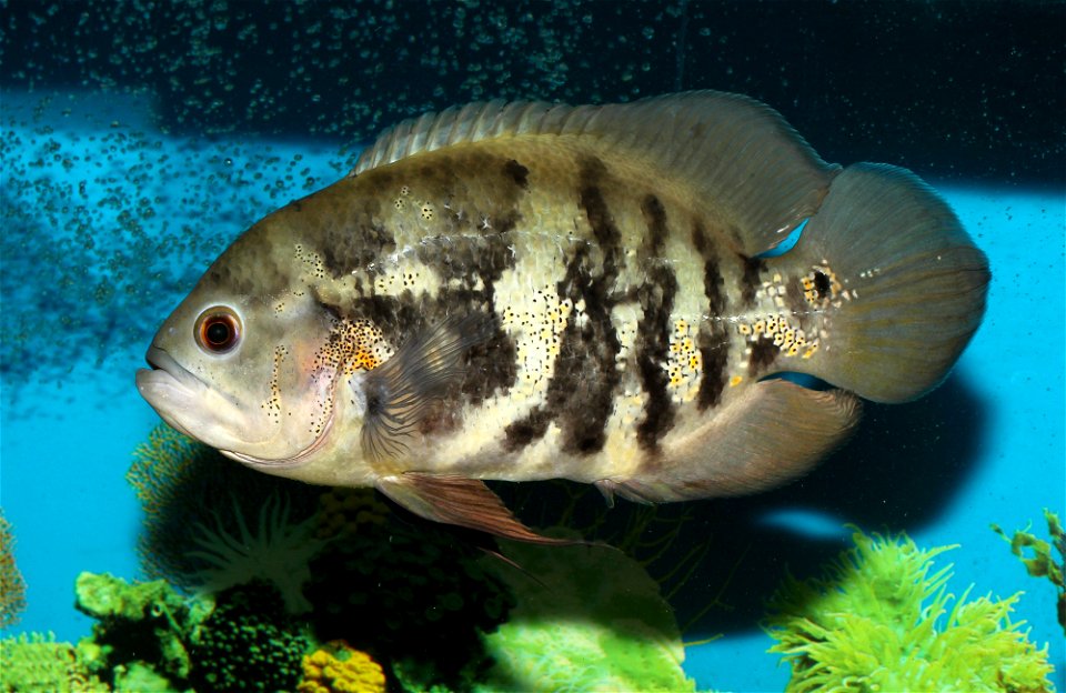 Tiger oscar (Astronotus ocellatus)