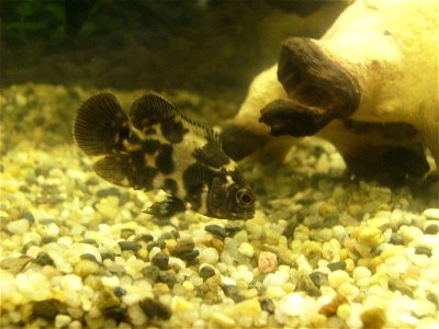 picture of baby oscar cichlid photo