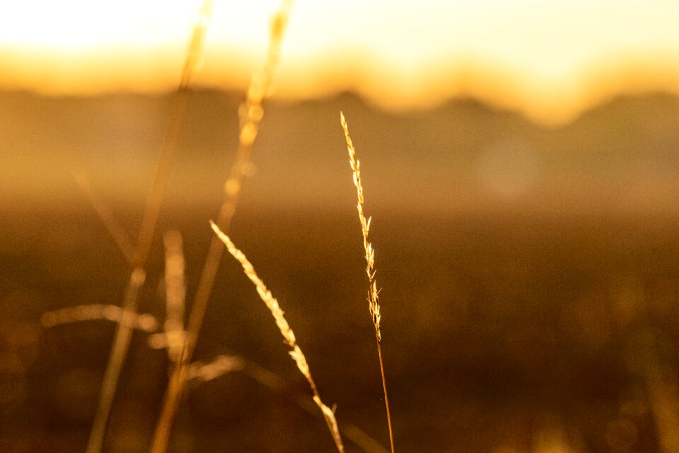 Sunset rest field