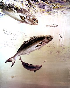 Image title: Artistic painting of bluefish
Image from Public domain images website, http://www.public-domain-image.com/full-image/fauna-animals-public-domain-images-pictures/fishes-public-domain-image