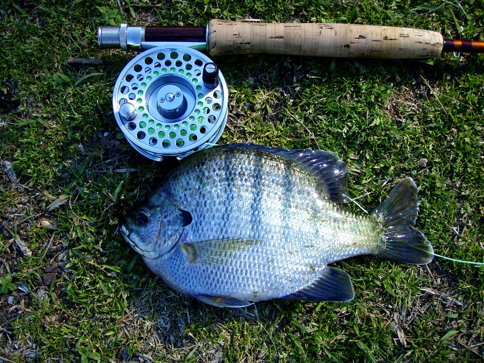 Bluegill (Lepomis macrochirus) from an Alabama farm pond