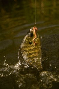 Image title: Bluegill fish caught on a hook using an earthworm lepomis macrochirus Image from Public domain images website, http://www.public-domain-image.com/full-image/sport-public-domain-images-pic photo