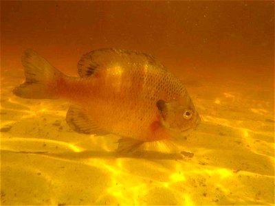 Image title: Bluegill fish lepomis macrochirus freshwater fish underwater in natural habitat Image from Public domain images website, http://www.public-domain-image.com/full-image/fauna-animals-public photo