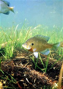 Image title: Bluegill fish underwater Image from Public domain images website, http://www.public-domain-image.com/full-image/fauna-animals-public-domain-images-pictures/fishes-public-domain-images-pic photo