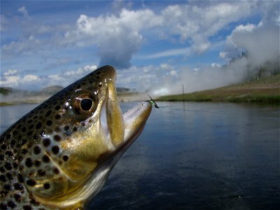 Brown Trout having taken a soft-hackle nymph from the Firehole River, Yellowstone National Park (Released) photo