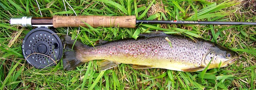 Typical wild brown trout from an English chalk stream