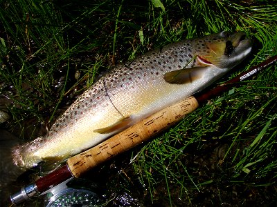 Typical East Gallatin River Brown Trout (Released) photo