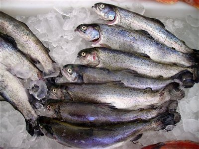 Some trouts