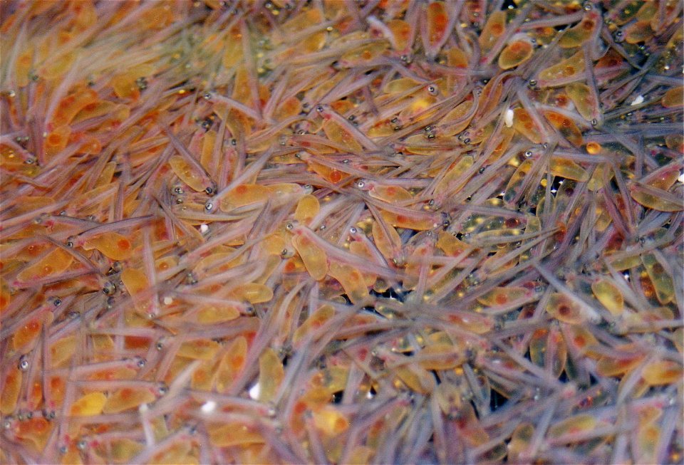young trouts (Salmo trutta)