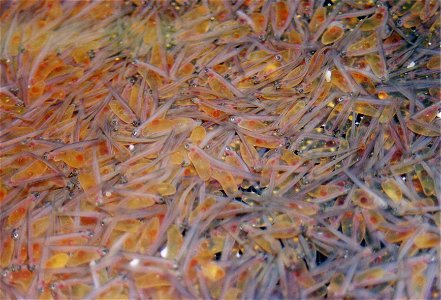 young trouts (Salmo trutta)
