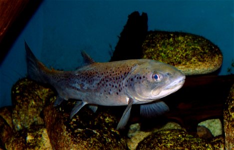 Fish Brown trout on exhibition Subaqueous Vltava, Prague 2011, Czech Republic photo