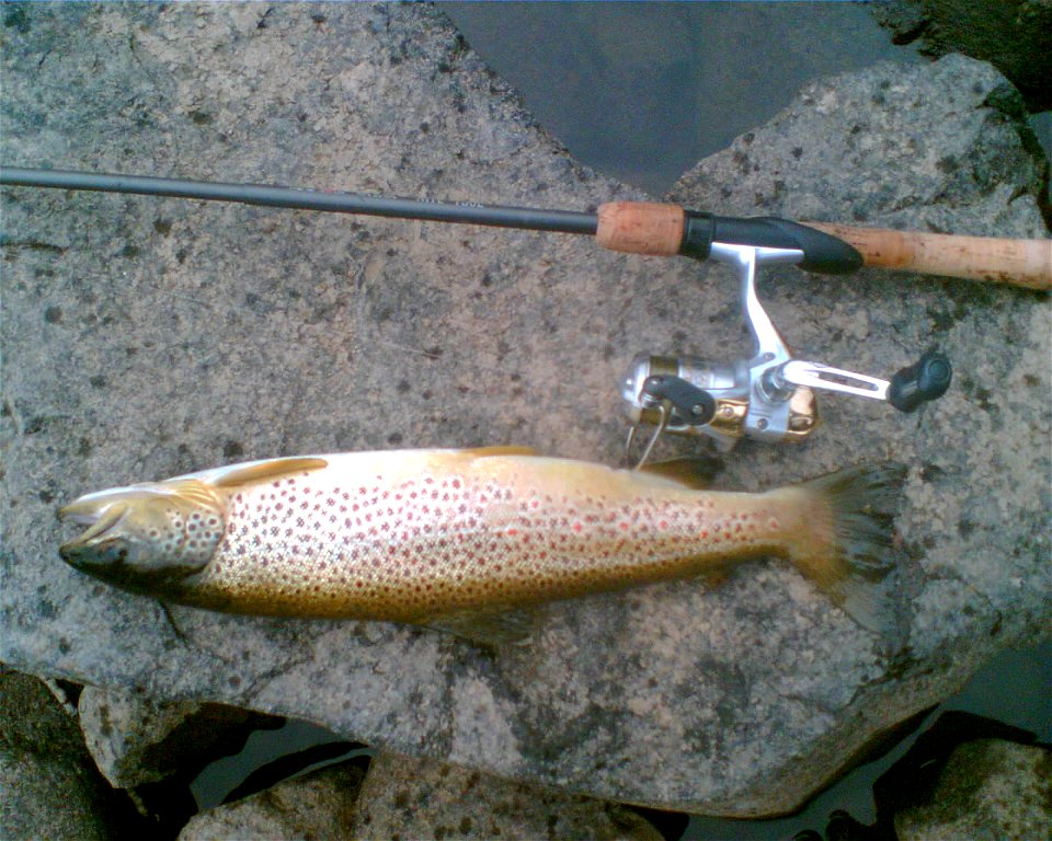 Salmo trutta with fishing rod