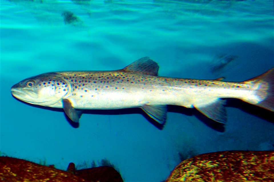 Fish Brown trout on exhibition Subaqueous Vltava, Prague 2011, Czech Republic
