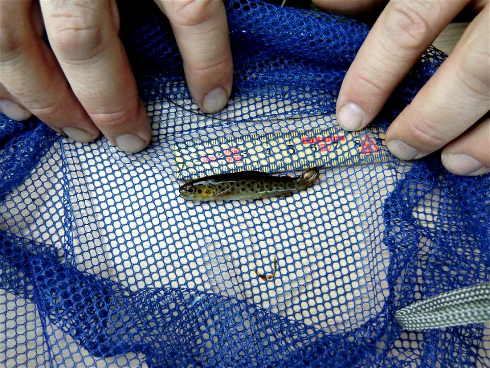 Trout (Salmo trutta) after the first summer, 6 cm long, 0+ years old in Värmland, Sweden.