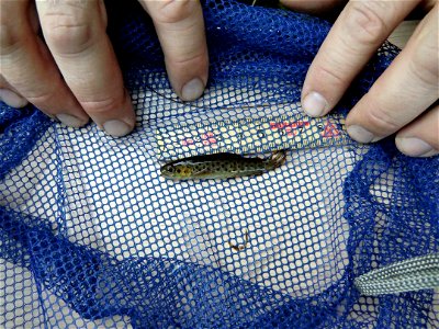 Trout (Salmo trutta) after the first summer, 6 cm long, 0+ years old in Värmland, Sweden. photo