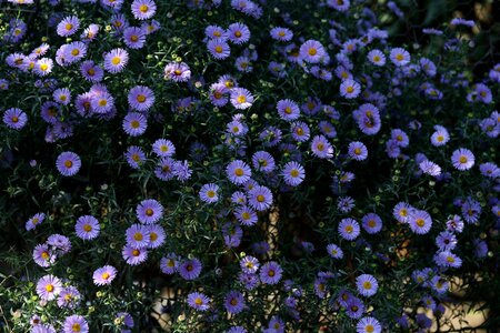 Bush beauty supplies