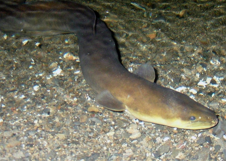 New Zealand Longfin eel (Anguilla dieffenbachii) seen in a river at night in the Tararua Ranges
