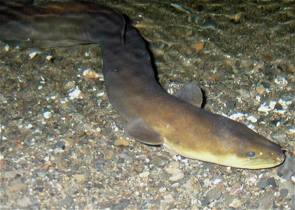 New Zealand Longfin eel (Anguilla dieffenbachii) seen in a river at night in the Tararua Ranges