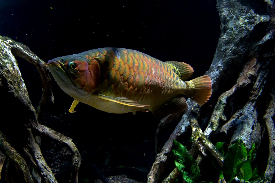 Scleropages formosus