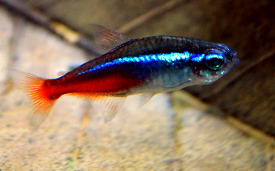 Different types of fishes
Neon Tetra(Paracheirodon innesi) picture
