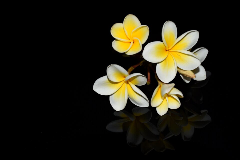 Plumeria rubra flowers of the temple tree dog gift greenhouse