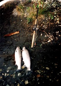 Image title: Silver salmon or coho salmon catch Image from Public domain images website, http://www.public-domain-image.com/full-image/fauna-animals-public-domain-images-pictures/fishes-public-domain- photo